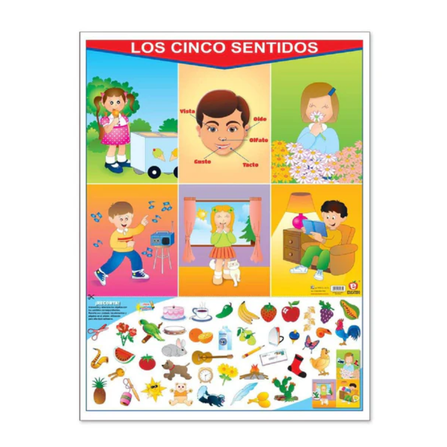 Lamina de los cincos sentidos