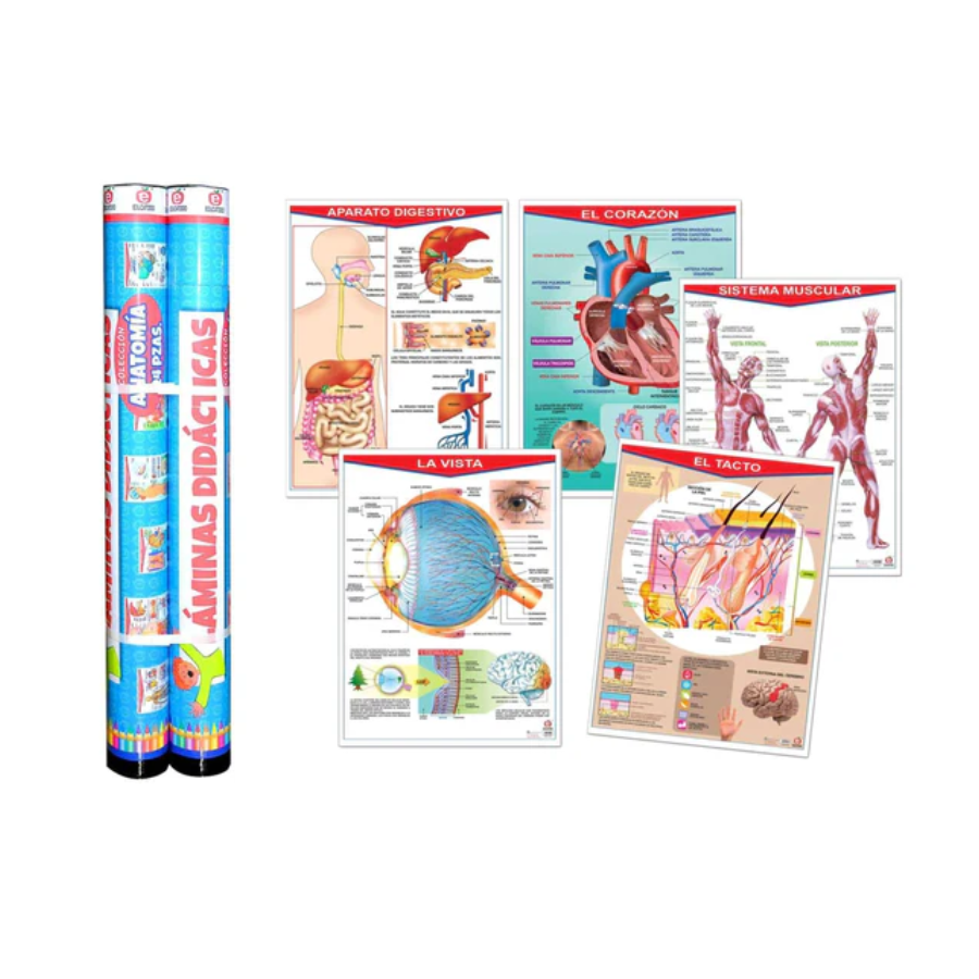 Paquete de lamina de anatomía