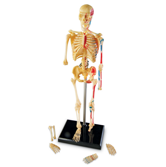 Modelo de Anatomía Esqueleto Humano
