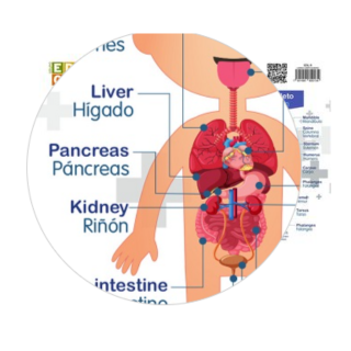 Lamina Cuerpo Humano biingue