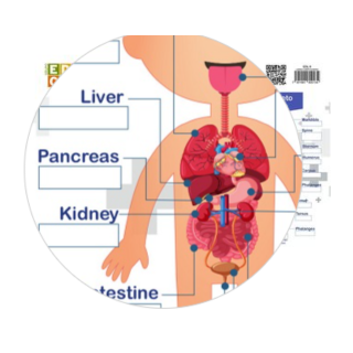 Lamina Cuerpo Humano biingue