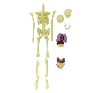 Cuerpo Humano 3D