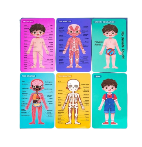Partes del cuerpo, esqueleto y órganos
