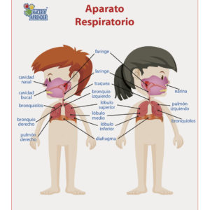 Lámina de Aparato Respiratorio Niños