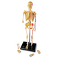 Modelo de Anatomía Esqueleto Humano
