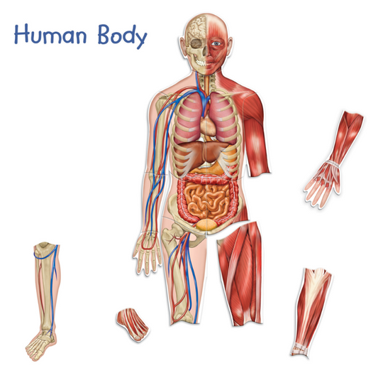 Modelo Cuerpo Humano Magnético doble Cara