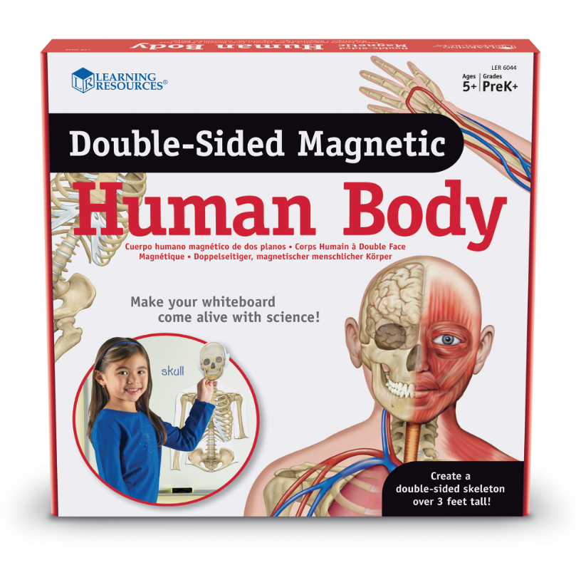 Modelo Cuerpo Humano Magnético doble Cara