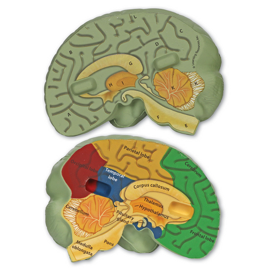 Modelo 3D Cerebro Humano