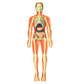 Cuerpo Humano 3D